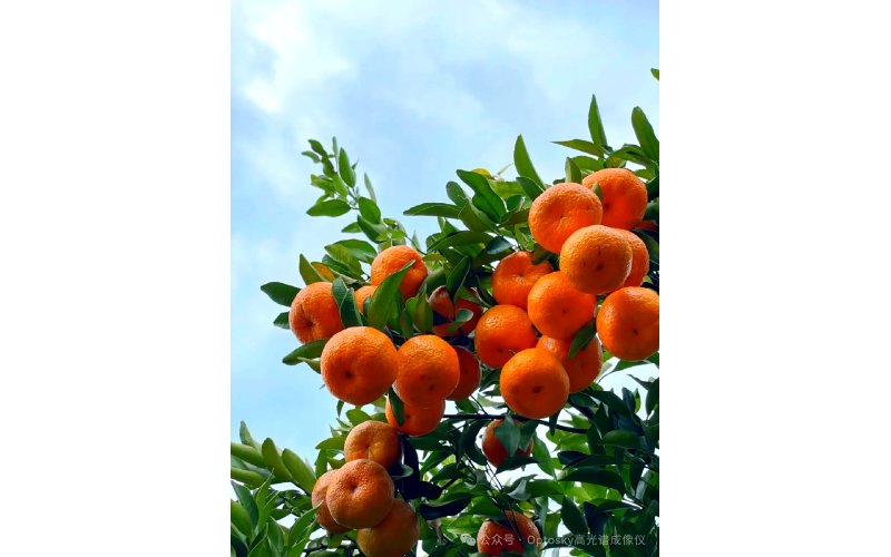 奥谱天成荣获福建省科技进步一等奖 - 高光谱多谱融合技术赋能柑橘产业升级